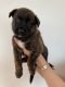 Mixed Puppies for sale in Los Angeles, CA, USA. price: $800