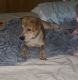 Mixed Puppies for sale in Middletown, OH, USA. price: $500