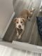 Mixed Puppies for sale in New Port Richey, FL, USA. price: NA
