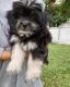 Mixed Puppies for sale in Altamonte Springs, FL, USA. price: NA