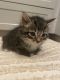 Mixed Cats for sale in Watkinsville, GA, USA. price: NA