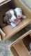 Mixed Puppies for sale in Shreveport, LA, USA. price: NA