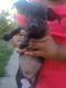 Mixed Puppies for sale in Fresno, CA, USA. price: $200