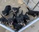 Mixed Puppies for sale in Omaha, NE, USA. price: NA