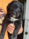 Mixed Puppies for sale in Ford City, PA, USA. price: NA