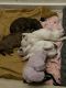 Mixed Puppies for sale in Queens, NY, USA. price: NA