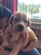 Mixed Puppies for sale in Rochester, NH, USA. price: NA