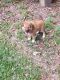 Mixed Puppies for sale in Theodore, AL 36582, USA. price: NA
