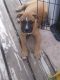 Mixed Puppies for sale in Cottage Grove, MN 55016, USA. price: NA