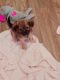 Mixed Puppies for sale in Paradise Hills, San Diego, CA 92139, USA. price: NA