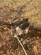 Mixed Cats for sale in Benbrook, TX, USA. price: $2,000