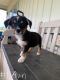 Mixed Puppies for sale in Wister, OK 74966, USA. price: NA
