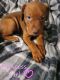 Mixed Puppies for sale in Niagara Falls, NY, USA. price: $350