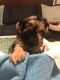 Mixed Puppies for sale in Titusville, FL 32780, USA. price: $1,000