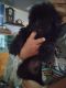 Mixed Puppies for sale in Oklahoma City, OK, USA. price: NA