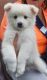 Mixed Puppies for sale in La Crosse, WI, USA. price: NA