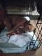 Mixed Puppies for sale in Charleston, WV, USA. price: $100