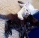 Mixed Cats for sale in Pinon Hills, CA, USA. price: NA
