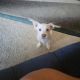 Mixed Puppies for sale in Pittsburg, CA, USA. price: $250