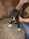 Mixed Puppies for sale in San Antonio, TX, USA. price: $50