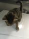 Mixed Cats for sale in Mims, FL, USA. price: $50