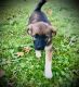 Mixed Puppies for sale in Westfield Center, OH, USA. price: NA