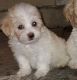 Mixed Puppies for sale in Hemet, CA 92544, USA. price: $1,200