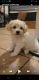 Mixed Puppies for sale in Hemet, CA 92544, USA. price: $1,600
