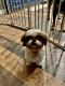 Mixed Puppies for sale in Las Vegas, NV, USA. price: $1,800