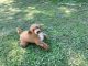 Mixed Puppies for sale in Knoxville, TN, USA. price: $950