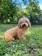 Mixed Puppies for sale in Knoxville, TN, USA. price: $950