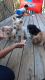 Mixed Puppies for sale in Hartford, CT, USA. price: NA