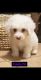 Mixed Puppies for sale in Hemet, CA 92544, USA. price: NA