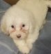 Mixed Puppies for sale in Hemet, CA 92544, USA. price: NA