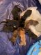 Mixed Puppies for sale in North Charleston, SC, USA. price: NA