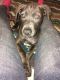 Mixed Puppies for sale in Natrona Heights, PA 15065, USA. price: NA