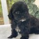 Mixed Puppies for sale in Duncan, OK, USA. price: NA