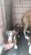 Mixed Puppies for sale in Jackson, MI, USA. price: $25