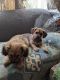 Mixed Puppies for sale in Ravenna, OH 44266, USA. price: $350