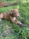 Mixed Puppies for sale in Cape Coral, FL, USA. price: $350