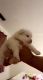 Mixed Puppies for sale in Kent, WA, USA. price: $800