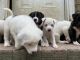 Mixed Puppies for sale in Hephzibah, GA 30815, USA. price: NA
