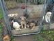 Mixed Puppies for sale in Pine River, MN, USA. price: $150