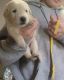 Mixed Puppies for sale in Martinsville, IN 46151, USA. price: NA