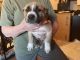Mixed Puppies for sale in San Antonio, TX, USA. price: NA
