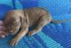 Mixed Puppies for sale in North Little Rock, AR, USA. price: NA