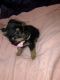 Mixed Puppies for sale in Marshfield, WI, USA. price: NA