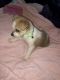 Mixed Puppies for sale in Marshfield, WI, USA. price: NA