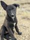Mixed Puppies for sale in Green River, WY 82935, USA. price: $400