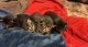 Mixed Cats for sale in Plano, TX, USA. price: $1,000
